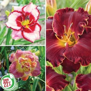 Daylily Collection 1 Thumbnail